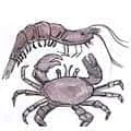 Prawn And Crab