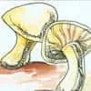 Fungus