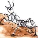 White Ant