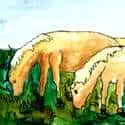 Horse Grazing (060) illustration