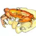 Catch Crabs (074) illustration