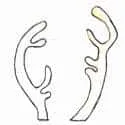 Deer Antler (111) illustration