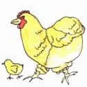 Chicken And Chicks (112) illustration