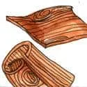 Veneer (133) illustration