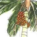 Areca Nut Palm (184) illustration