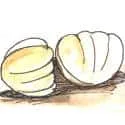 Mussel (205) illustration