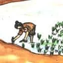 Cutting Rice (216) illustration