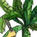 Cut Banana Leaf (254) illustration
