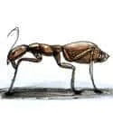 Ant (273) illustration