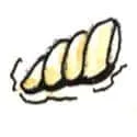 Clams (295) illustration