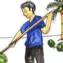 Pick Coconut (297) illustration