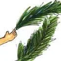 Collect Coconut Leaf (303) illustration