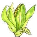 Corn (313) illustration