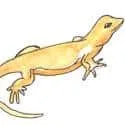 Lizard (315) illustration