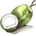 Coconut Meat (331) illustration