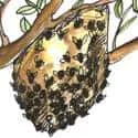 Honeycomb (332) illustration