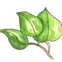 Betel Leaf (350) illustration