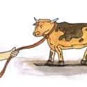 Leading Cow (377) illustration