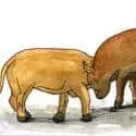 Bullfighting (378) illustration