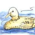 Duck Swimming (380) illustration