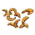 Shrimp (395) illustration