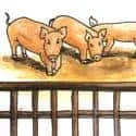 Pig Breeding (396) illustration