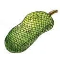 Jackfruit (398) illustration