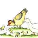 Feeds Chickens (405) illustration