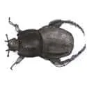 Beetle (427) illustration