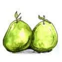 Grapefruit (439) illustration