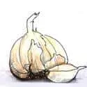 Garlic (445) illustration