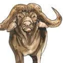 Buffalo (449) illustration
