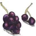 Grape (456) illustration