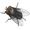 Fly (465) illustration