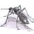 Mosquito (485) illustration