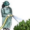 Watering (499) illustration