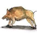 Wild Boar (509) illustration