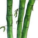 Bamboo (521) illustration