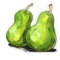 Pear (524) illustration