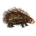 Hedgehog (526) illustration