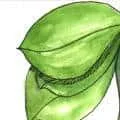 Leaves Cigarette (568) illustration