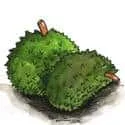 Durian (570) illustration