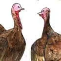 Turkey Fighting (594) illustration