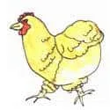 Hen (596) illustration