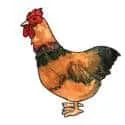 Cock (598) illustration