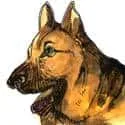 Army Dog (600) illustration