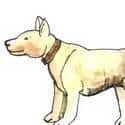 Dogs (601) illustration