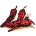 Dried Chili (616) illustration