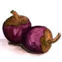 Mangosteen (632) illustration