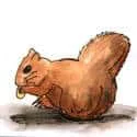 Squirrel (639) illustration